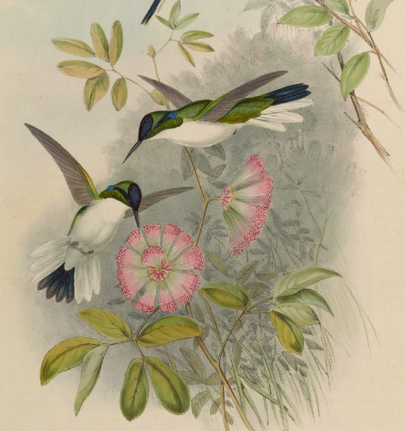 Un couple de colibris féeriques s'ébat autour de fleurs roses, dessin d'Henry Constantine Richter dans la Monographie des Trochilidés de John Gould.