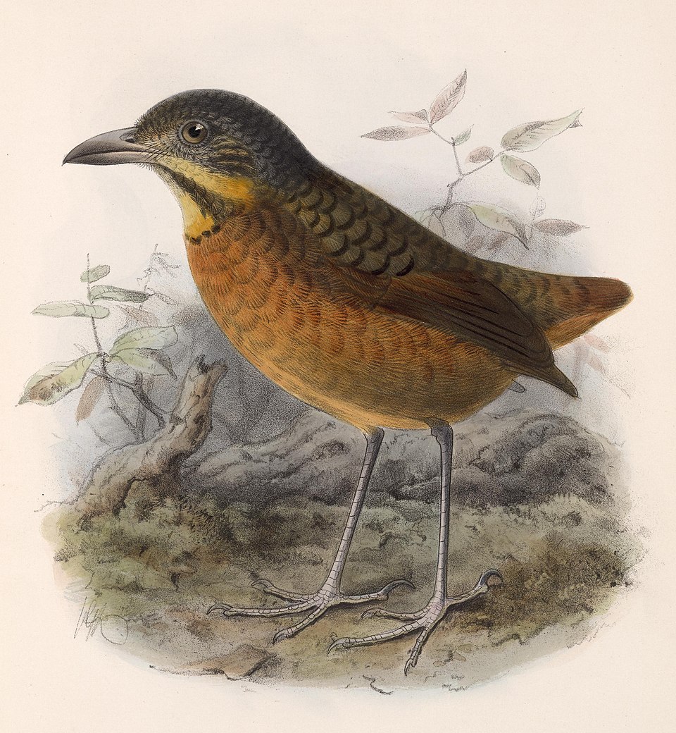 Dessin d'une grallaire écaillée princière, Grallaria guatimalensis princeps, par John Gerrard Keulemans