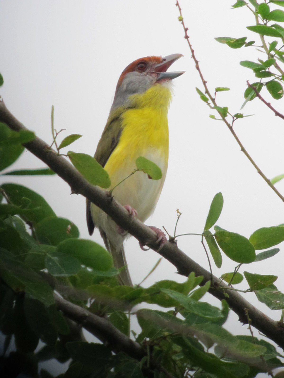 Le sourciroux mélodieux, Cyclarhis gujanensis en latin scientifique, chantant sur une branche