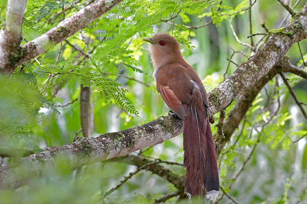 Un piaye écureuil, Piaya cayana en latin, perché sur une branche.