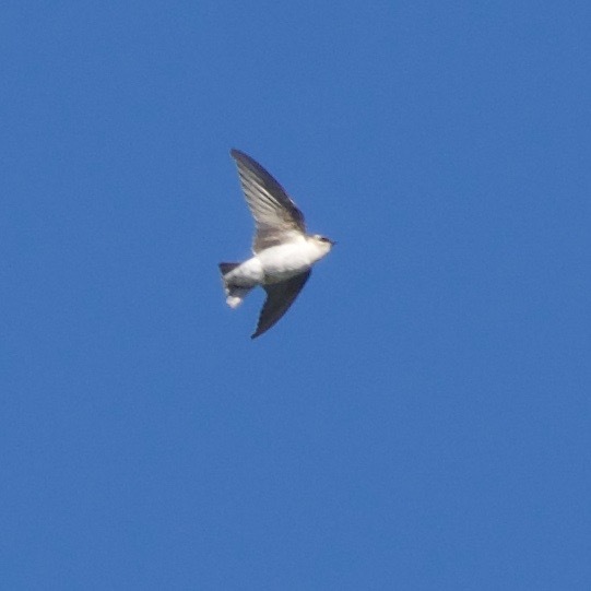 Hirondelle à face blanche, Tachycineta thalassina en latin, en plein vol dans le ciel bleu du Panama.