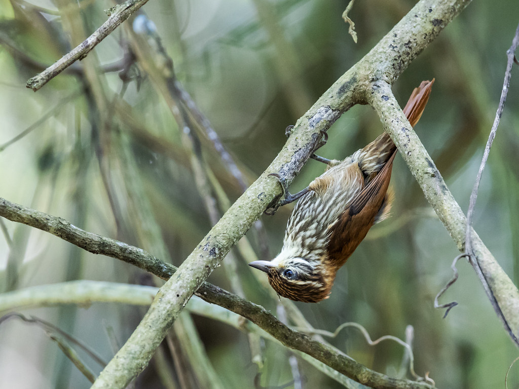 Sittine striée ou bibande, Xenops rutilus ou rutilans en latin, perchée à l'envers sous une branche.