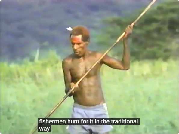 Un pêcheur papou tient un grand harpon lors d'une pêche traditionnelle sur la rivière Sepik.