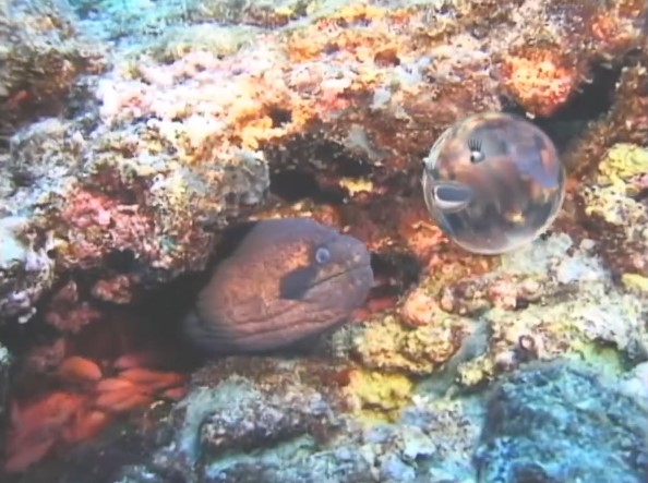 Un personnage animé en forme de goutte d'eau découvre une murène tapie dans un récif corallien de Nouvelle-Bretagne.