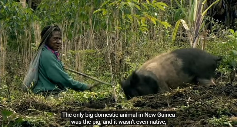 Une femme papoue des hautes-terres cultive son champ, pendant que son cochon, "seul grand animal domestiqué en Nouvelle-Guinée", fouille le sol.