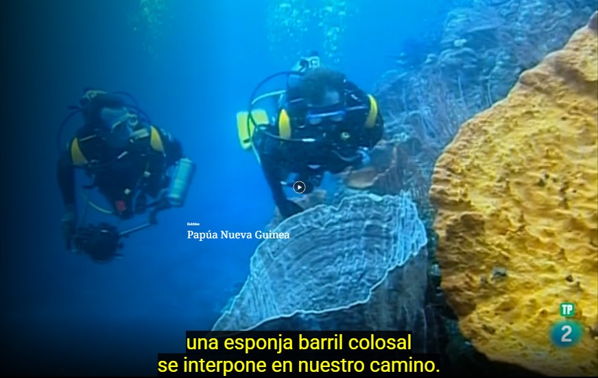 Deux plongeurs de l'équipe Bubbles rencontrent une colossale éponge baril dans la baie de Kimbe en Nouvelle-Bretagne.