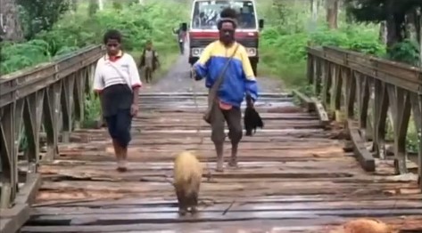 Un couple de Papous de la tribu hulie guide un cochon sur un pont en bois restauré, attendant qu'un camion l'emprunte.