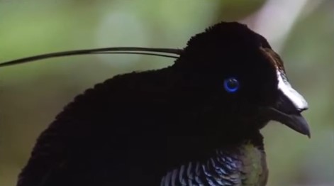 La tête d'un sifilet mâle, avec son faisceau caractéristique de plumes sur la tête.