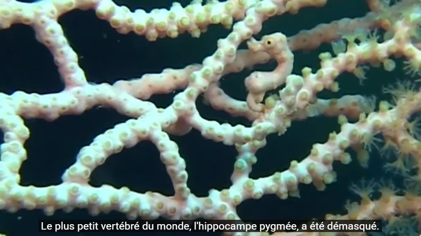 Un hippocampe pygmée, "le plus petit vertébré du monde", se cache parmi les branches d'une gorgone coralliaire.