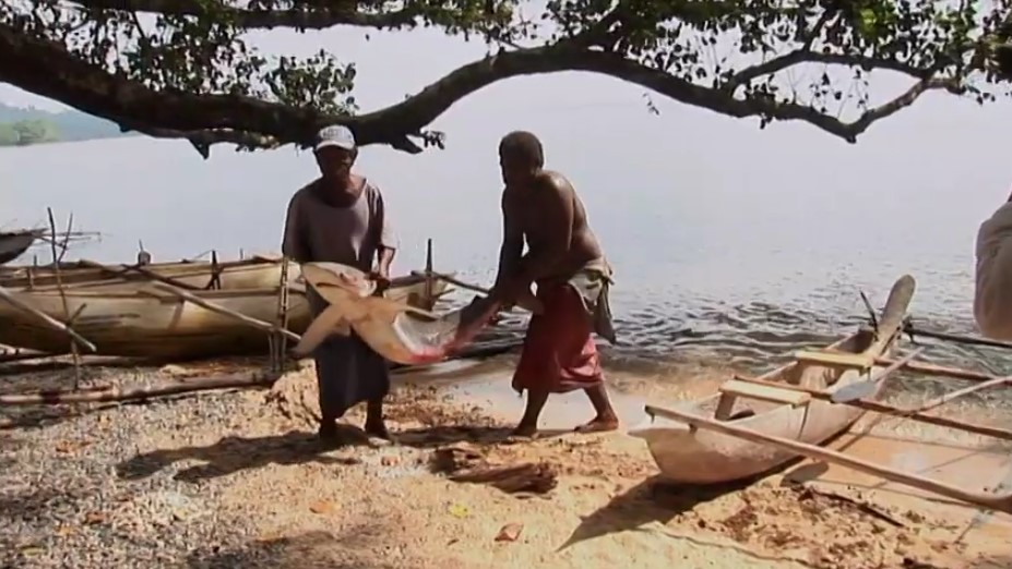 Deux pêcheurs rapportent un requin sur la plage de Kontu en Nouvelle-Irlande .