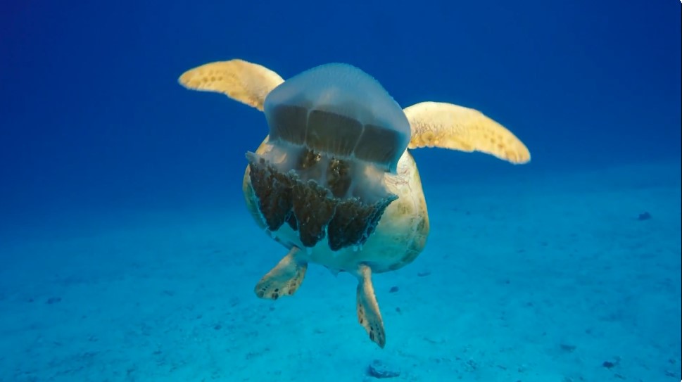 Une tortue marine verte (Chelonia mydas en latin) s'approche derrière une méduse pour la croquer.