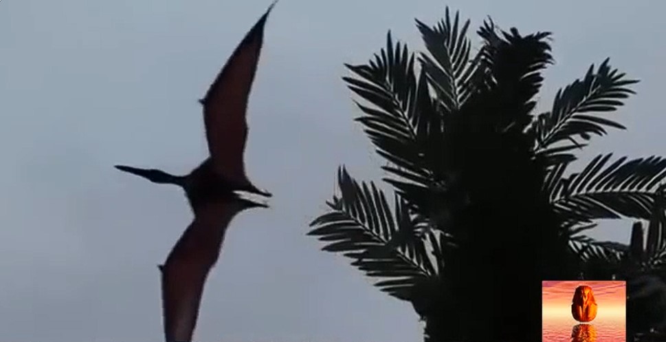 Reconstitution d'un ptérosaure volant au-dessus de la Papouasie-Nouvelle-Guinée.